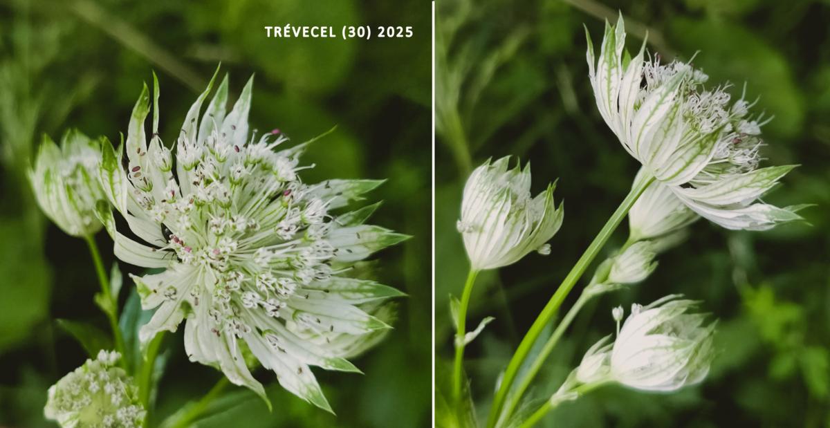 Astrantia flower